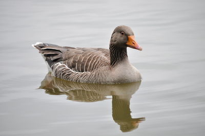 Close-up of duck swimming in lake