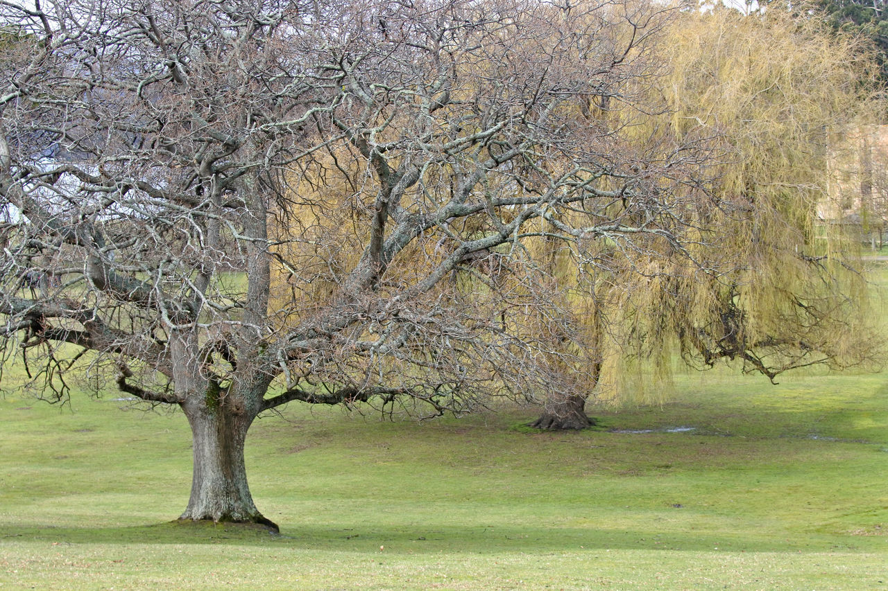 BARE TREE IN FIELD