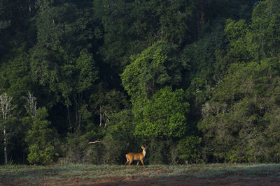 Horse standing in a forest