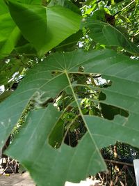 High angle view of leaves on plant