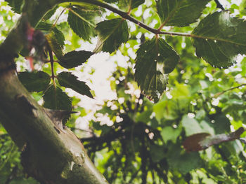 Low angle view of leaves on tree