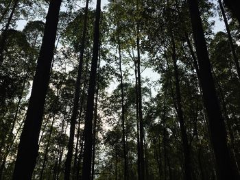 Low angle view of trees in forest