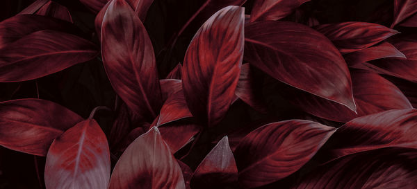 Full frame shot of red flowering plant