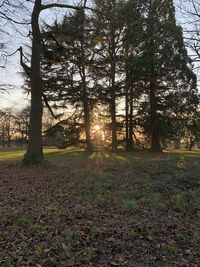 Trees on field in forest against sky