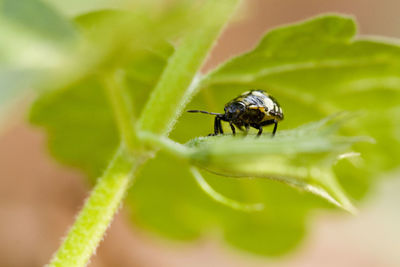 Close-up of insect on leaf