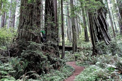 Trees growing in forest