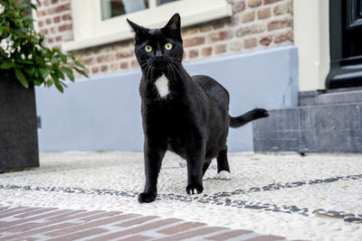 Portrait of black cat standing on footpath by house