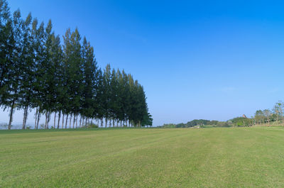 Trees on field against clear blue sky