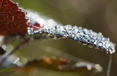 Close-up of wet plant