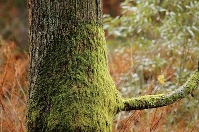 Close-up of moss growing on tree trunk