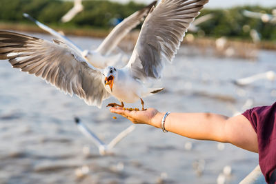 Seagull eating food in the sky from human hand at samut prakan, thailand.
