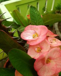 Close-up of pink flower