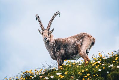 Low angle view of deer on field against clear sky