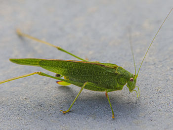 High angle view of insect on wall