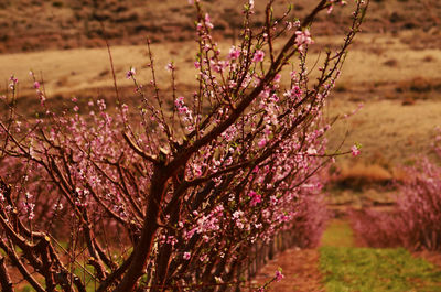 Pink cherry blossoms on field