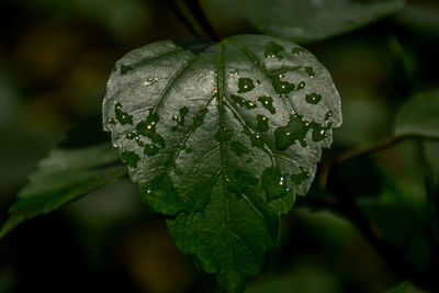 Close-up of raindrops on leaves