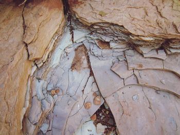 Close-up of tree trunk