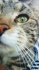 Close-up portrait of cat