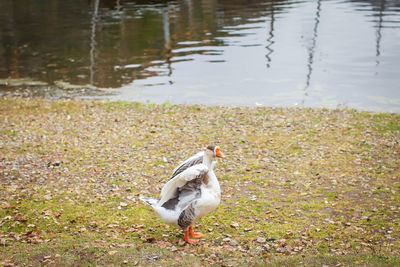 Bird on lakeshore