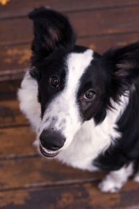 Close-up portrait of dog on floor