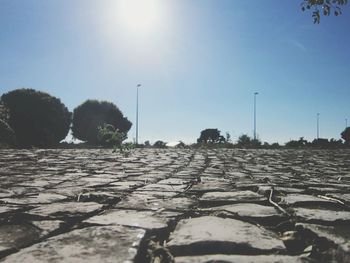 Panoramic view of trees against clear sky