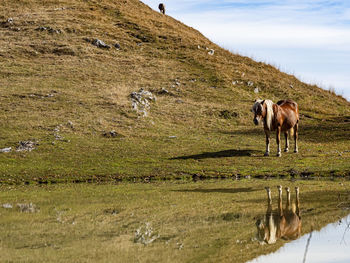 Horse mirroring in a pond