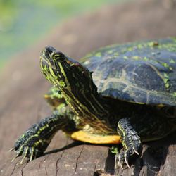 Extreme close-up of tortoise