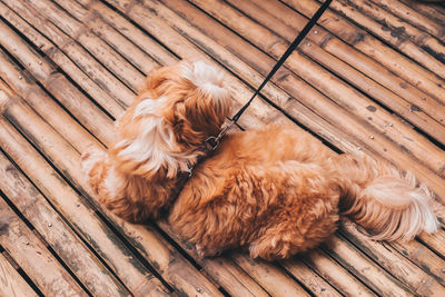 High angle view of dog resting