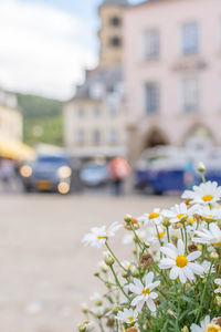 Close-up of flowering plant in city