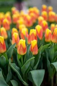 Close-up of yellow tulips