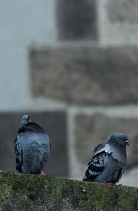 Close-up of pigeon perching on wall