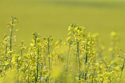 Scenic view of field against yellow sky