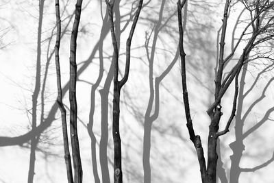 Low angle view of bare trees against sky