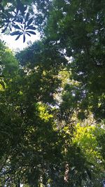 Low angle view of trees in forest