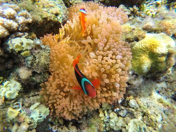 Close-up of fish in sea