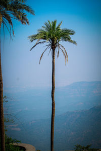 Palm tree against clear blue sky