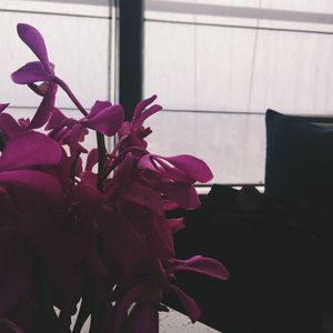 Close-up of pink flower
