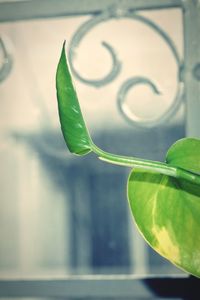 Close-up of plant against blurred background