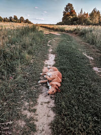 Dog on a field