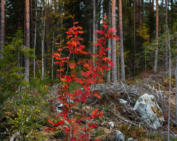 Red flowering trees in forest