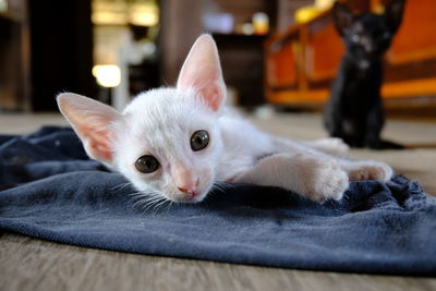 Close-up portrait of a cat