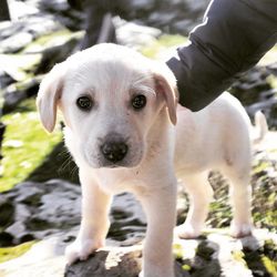 Close-up portrait of puppy