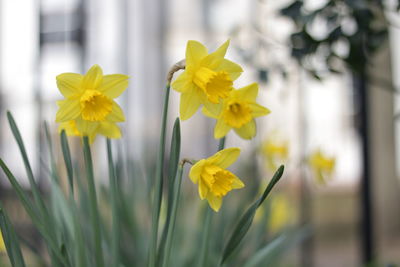 Close-up of yellow flowering plant