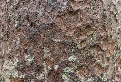 Full frame shot of tree trunk