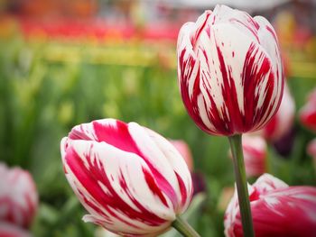 Close-up of red tulip