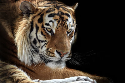 Close-up of tiger against black background