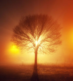 Silhouette of tree at sunset