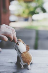 Close-up of cat