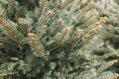 Natural christmas trees in a farm market. close-up on a pine branch. selective focus, copy space