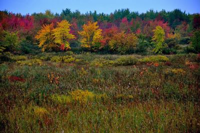 Scenic view of forest during autumn